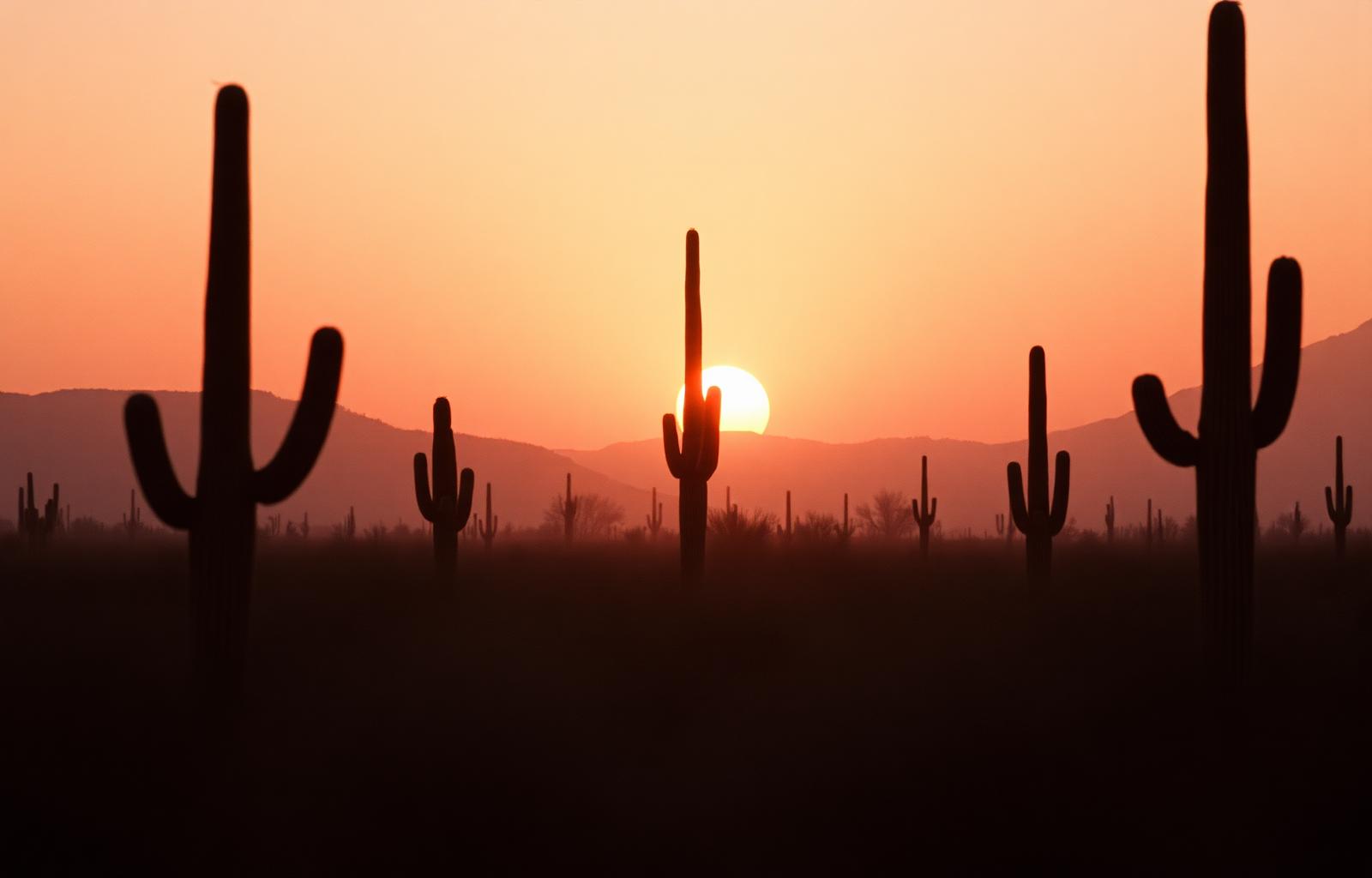 Soft sunrise over the Sonoran desert outside Phoenix